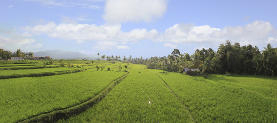 Panorama of rice fields