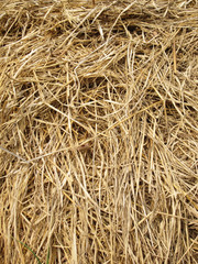 Hay background as a front view of a bale of hay as an agriculture farm and farming symbol of harvest time with dried grass straw as a bundled tied haystack