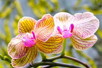 orchid flower