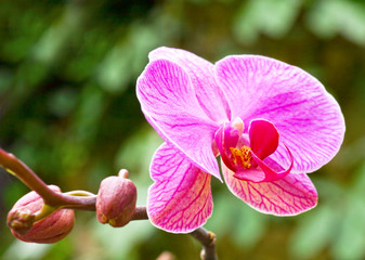 orchid flower
