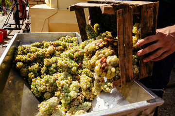 Making Wine