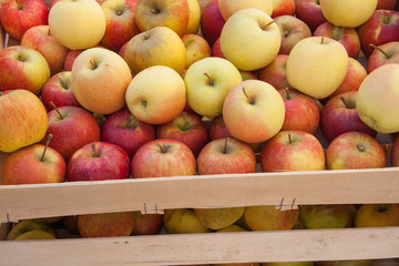Pommes de couleurs différentes en vrac dans un cageot
