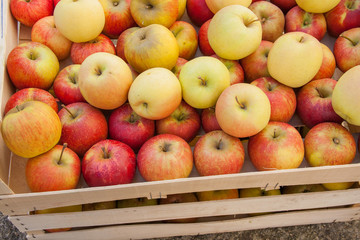 Pommes de couleurs différentes en vrac dans un cageot