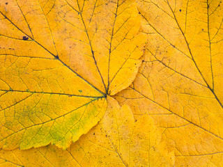 Bright yellow autumn leaves closeup