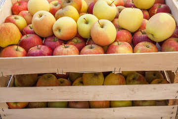 Pommes de couleurs différentes en vrac dans un cageot