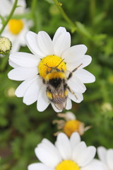 Obraz premium Hummel holt Nektar und Blütenstaub auf der Blüte einer Margarite