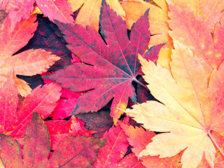 Red fall leaves background
