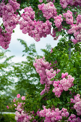 Blooming roses