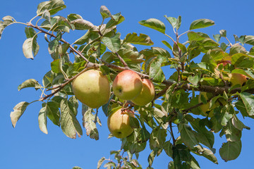 Pommes sur l'arbre