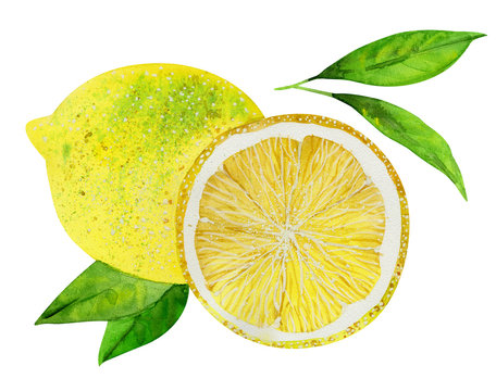Lemons with leaves,drawing by watercolor