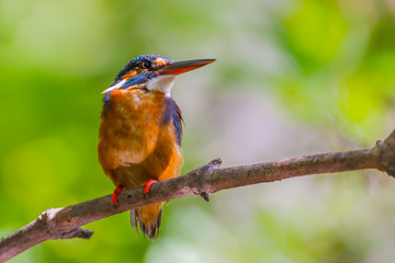 Common Kingfisher (Alcedo atthis) on the branch