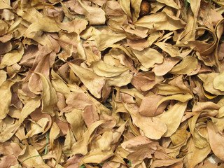 Brown fallen leaf laying on the ground