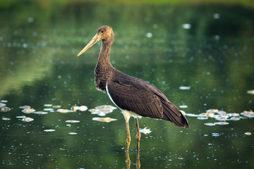 black stork