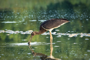 black stork
