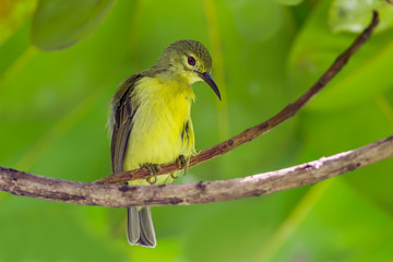  Female Brown-throated Sunbird (Anthreptes malacensis)