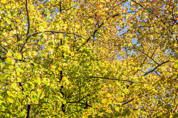 tree Branches with green leaves looking up on a sunny day  