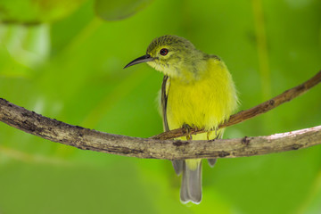  Female Brown-throated Sunbird (Anthreptes malacensis) 