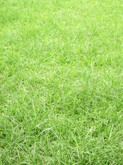 Background of a green grass