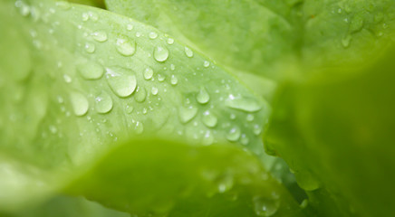 Fresh water drop on grenn leaf background