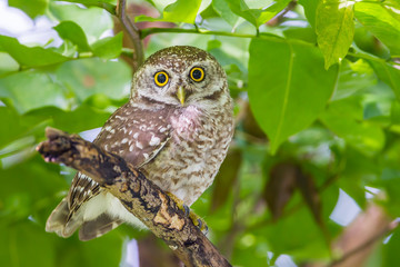 Full frame close up of Spotted owlet(Athene brama) 
