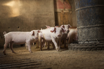 Group of little pigs waiting for food in the pen. Shallow depth of field, focus is on the pig in...