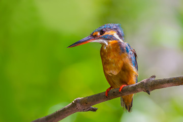 Portrait of female Common Kingfisher (Alcedo atthis) on the branch 