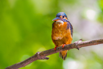 Common Kingfisher (Alcedo atthis) looking at us on the branch nature 