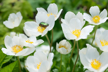 Flowers Anemones. Chafer beetle on a flower