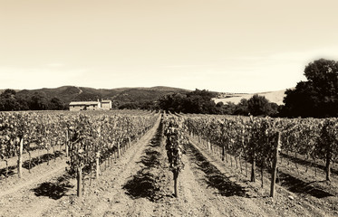  Vineyard