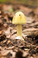 Death Cap,Amanita Phalloides