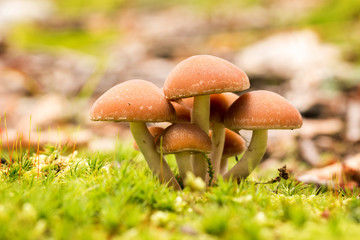 Beautiful group of mushroom