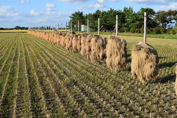 稲穂の杭掛け乾燥風景／山形県の庄内地方では稲を大型農機で収穫していますが、稲穂を杭掛け乾燥している珍しい風景を撮影しました。稲の天日乾燥の呼び方は、各地方ごとに色々な呼び方があります。撮影した地域では「杭掛け」と呼びますので、そのまま表記させて頂きました。稲の天日乾燥は手間がかかり大変な作業ですが、乾燥機より美味しい米になることから高値で取り引きされているようです。