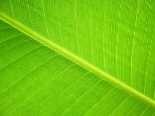 Banana leaf close up