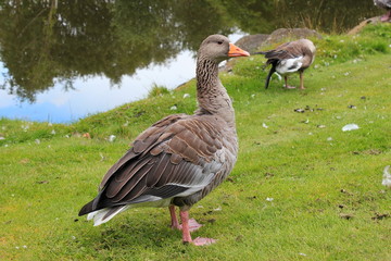 Graugans auf einer saftigen Wiese auf Island