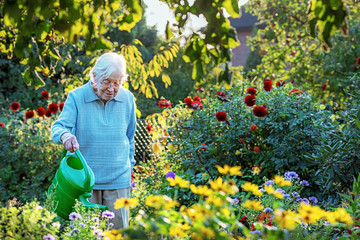 Elderly woman watering  the garden - obrazy, fototapety, plakaty