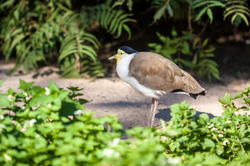 Masked lapwing (Vanellus miles)