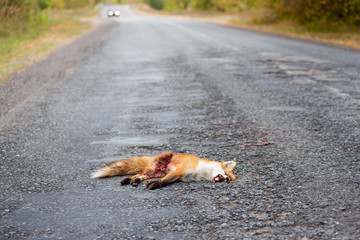 Dead fox killed on the roads.