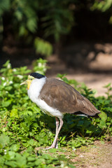 Masked lapwing (Vanellus miles)