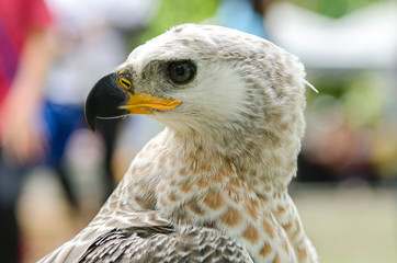 hawk head closeup
