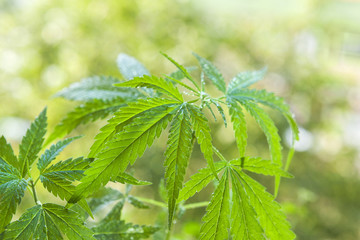 Young cannabis plant.