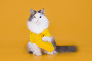 cat works as a courier on a yellow isolated background