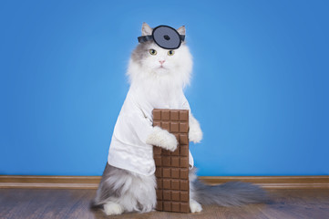 Cat loves to eat chocolate