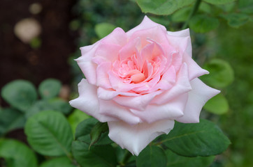 Beautiful Pink Rose