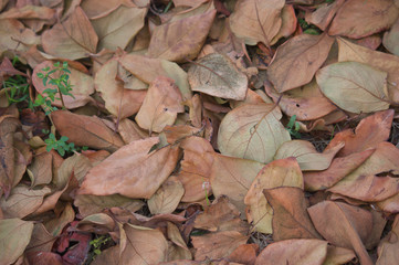 Hojas caídas en otoño. 