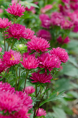 Obraz premium chrysanthemums flower in garden