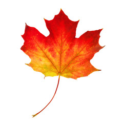 Autumn Maple Leaf on White Background