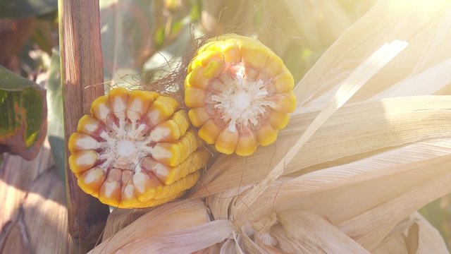 Harvested ear of corn, maize on cob in agricultural field, cross section