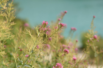Pink flowers lying near lake. Focus on the flower