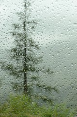 raindrops on car window in forest 