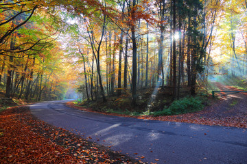 Autumn forest road in the woods, Poland , Ojcow, National Park.